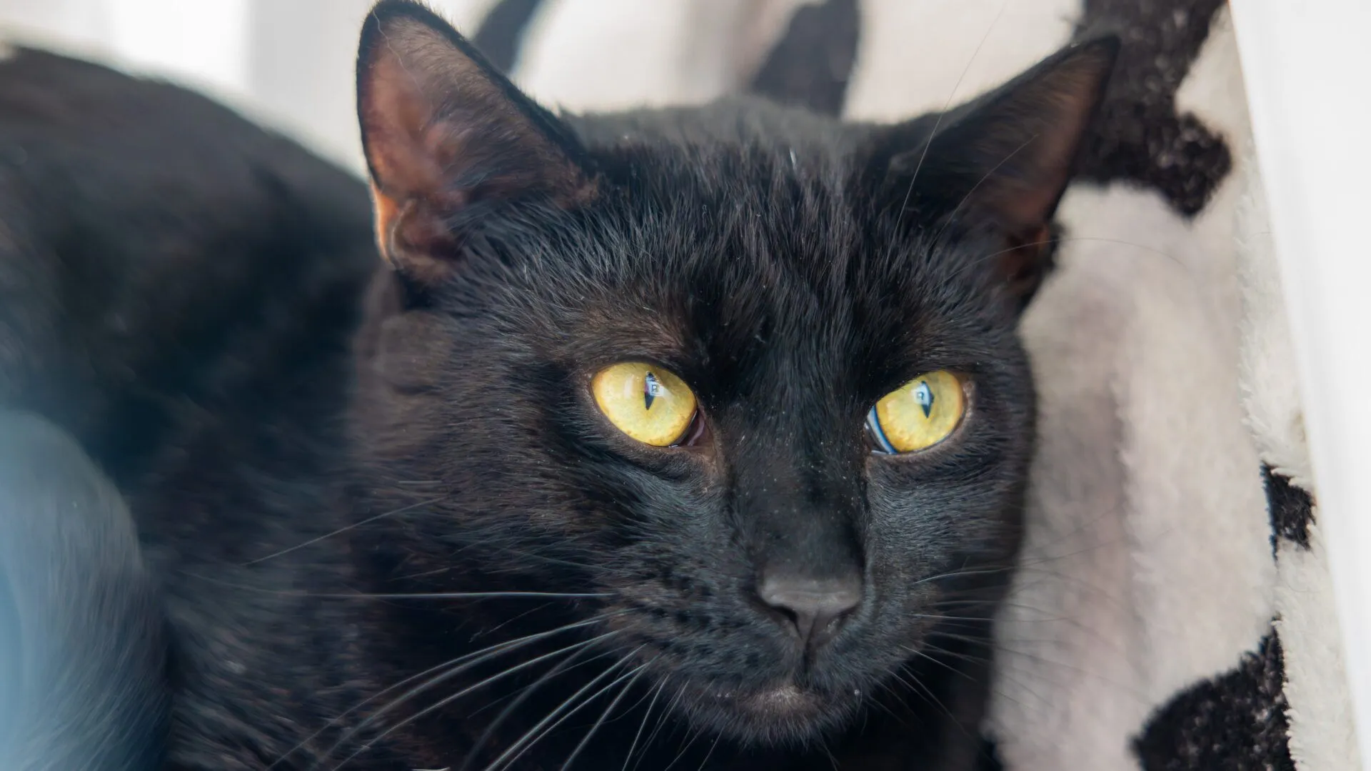 Close-up of a black cat with striking yellow eyes, lying down on a soft, light-coloured blanket with black spots. The cat looks alert and calm.