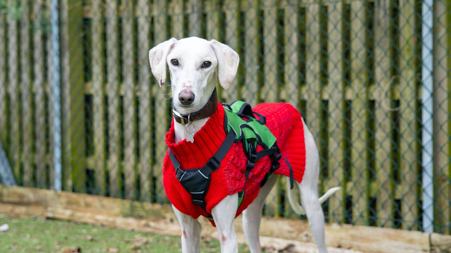A white dog wearing a red jumper and a green harness stands outdoors in front of a wooden fence with wire mesh. The dog looks directly at the camera.