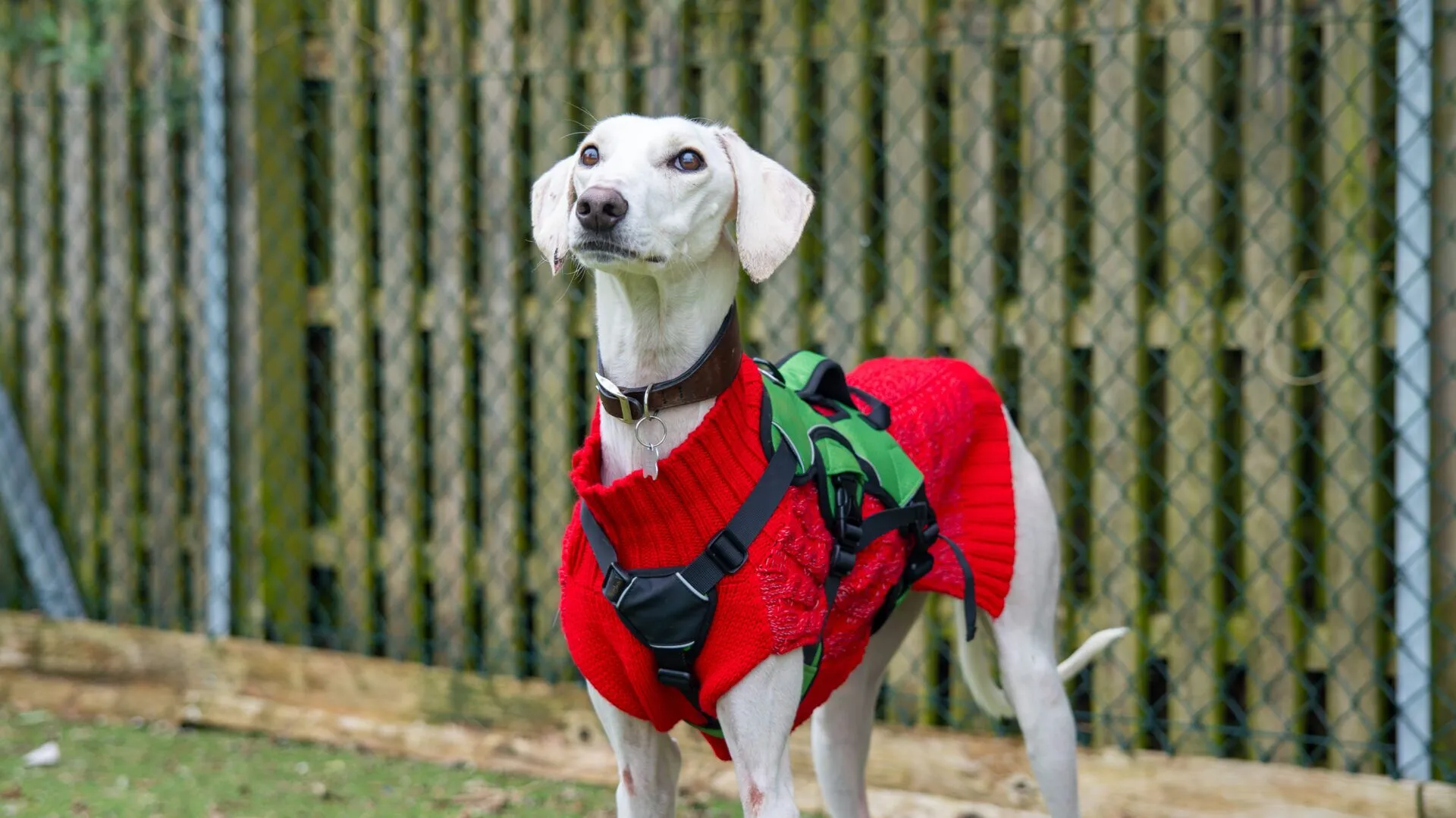 A white Lurcher wearing a red jumper and a green harness stands outside on grass, with a wooden fence and wire mesh in the background.