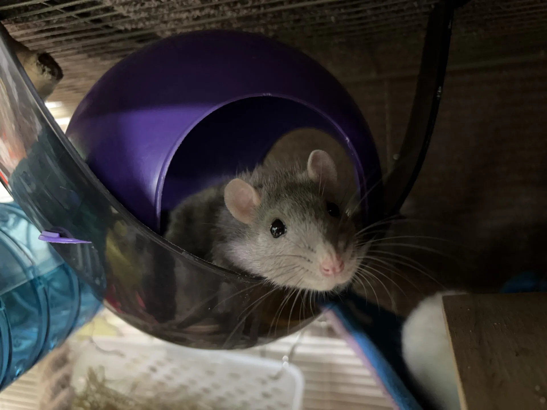 A curious grey rat with white markings sits inside a purple plastic dome in its cage, peering out at its surroundings. Cage bars and other colourful accessories complete the cosy rat habitat.