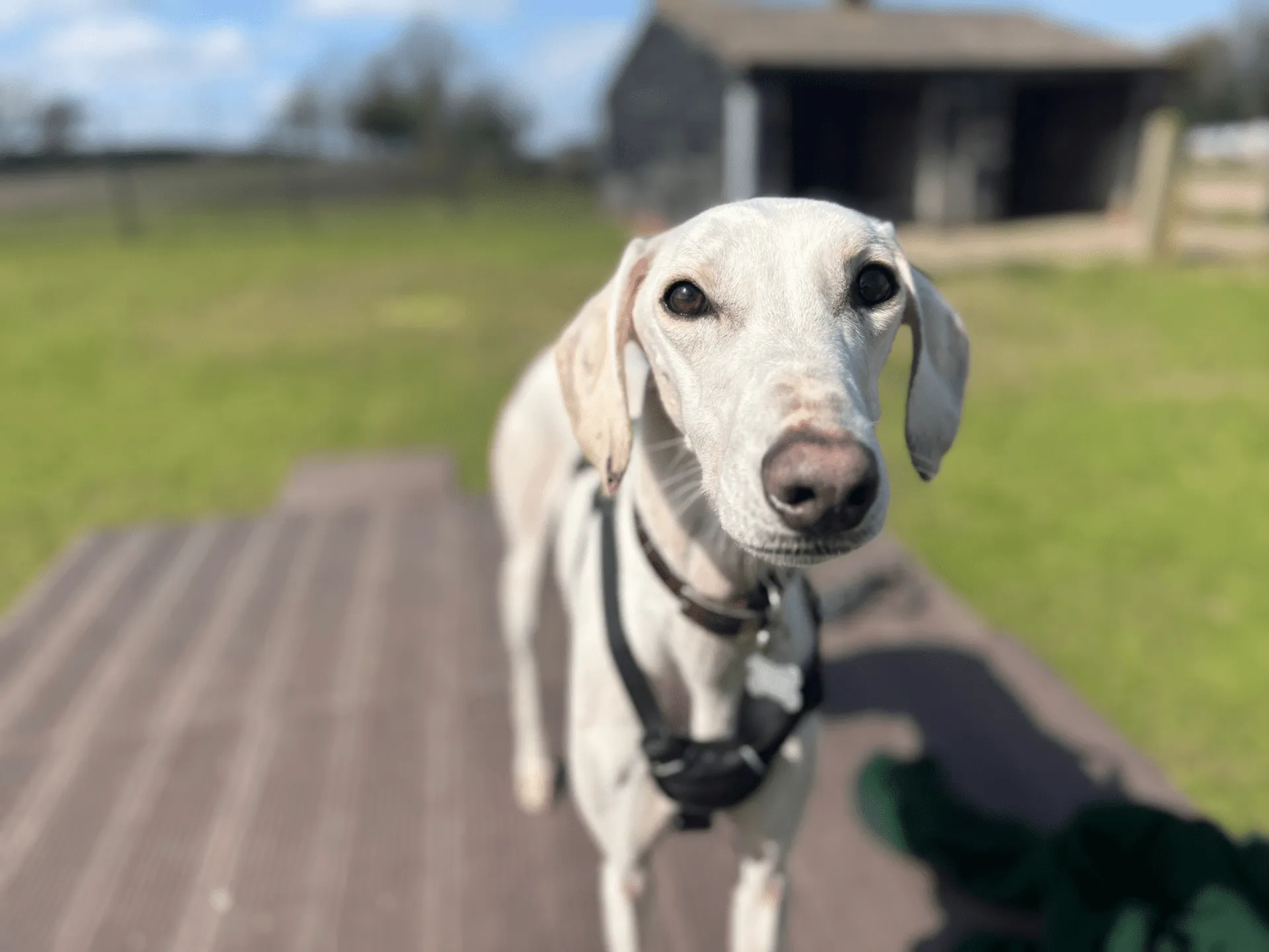 A white Lurcher with a harness stands on a wooden decking outside, looking at the camera. There's green grass and a wooden shed in the blurred background under a blue sky.