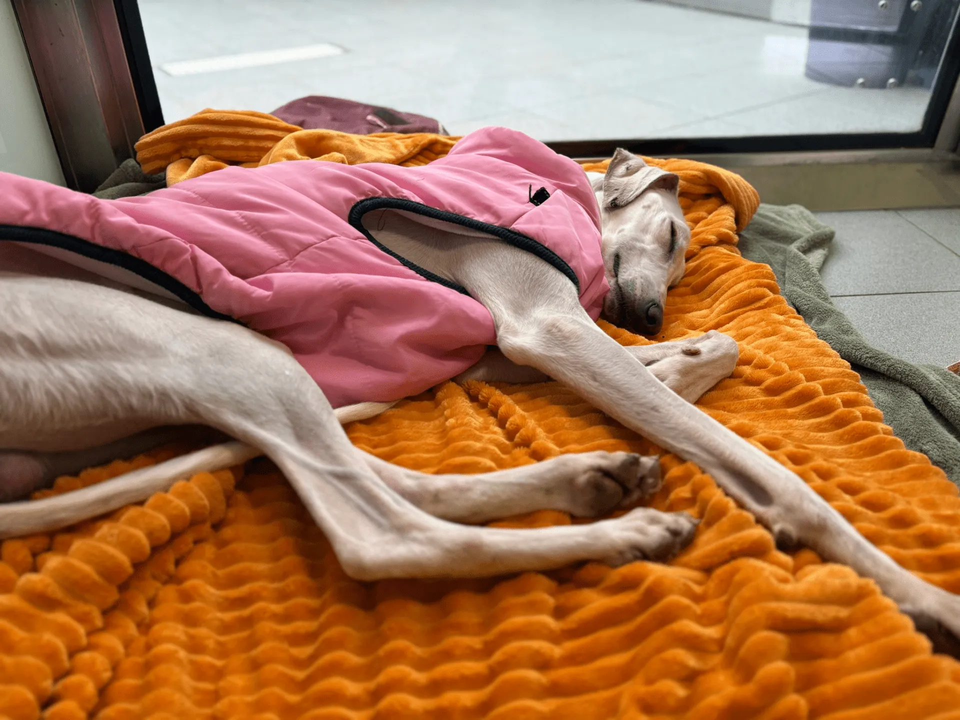 A slender Lurcher wearing a pink coat is lying on its side, stretched out and sleeping on an orange textured blanket near a glass door.