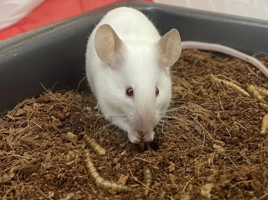A white mouse with pink ears and red eyes stands in soil in a tray, surrounded by several mealworms.