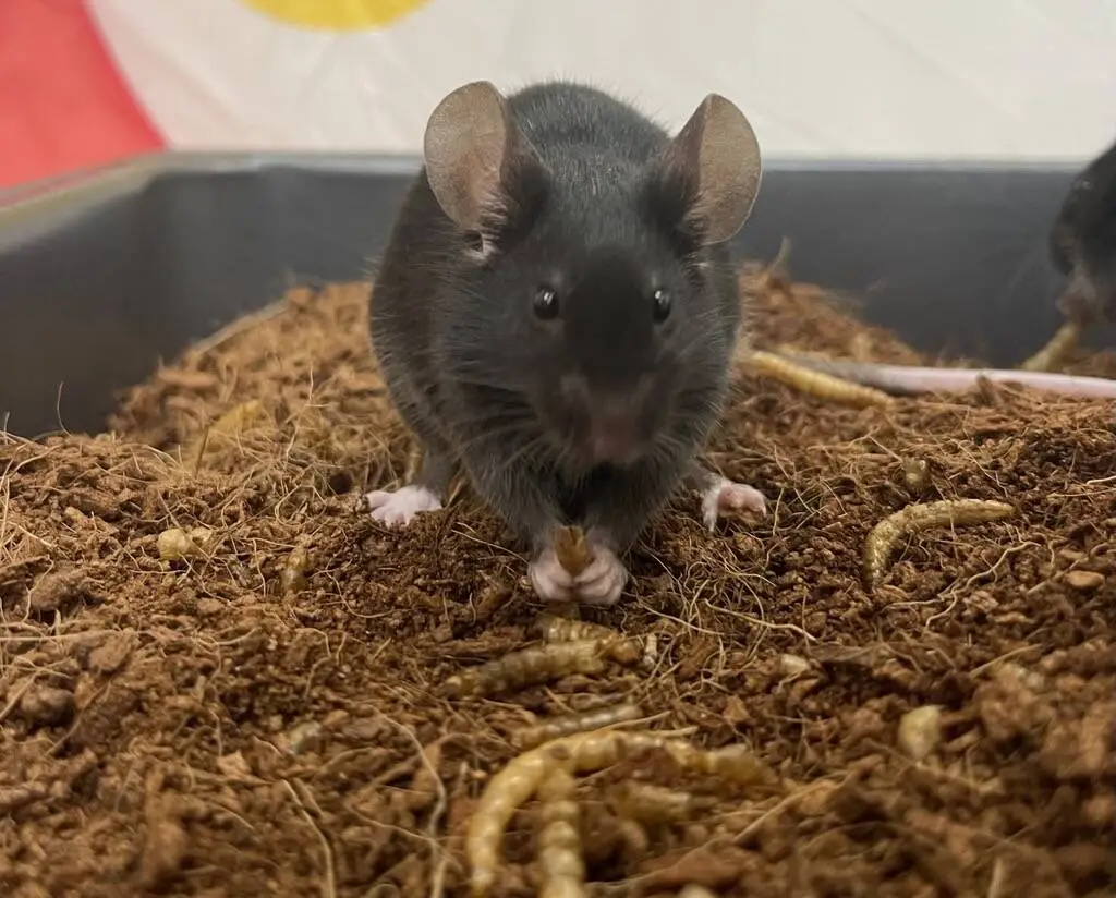 A black mouse sits in soil, holding food with its front paws while facing the camera. Mealworms are scattered around, and a blurry background.