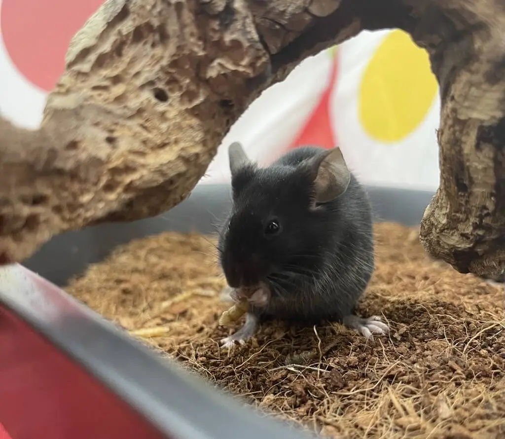 A small black mouse sits in soil under a curved piece of wood, holding food in its front paws.