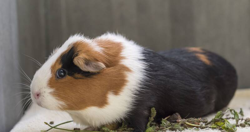 Side view of a guinea pig