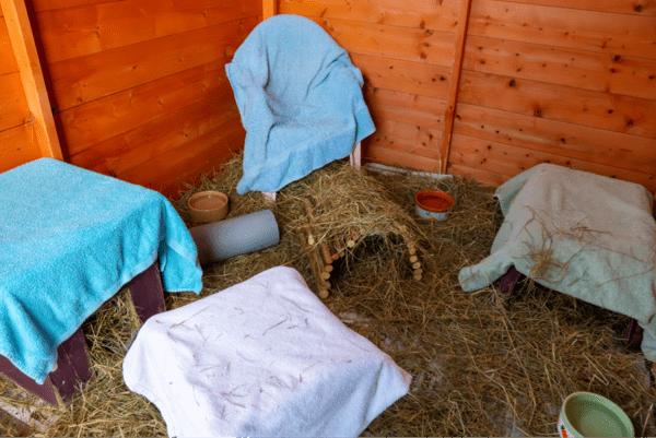 A cosy animal enclosure with wooden walls, hay on the floor, covered shelters, food bowls, and a small hideout—this setup is a great example of how to house your guinea pigs.