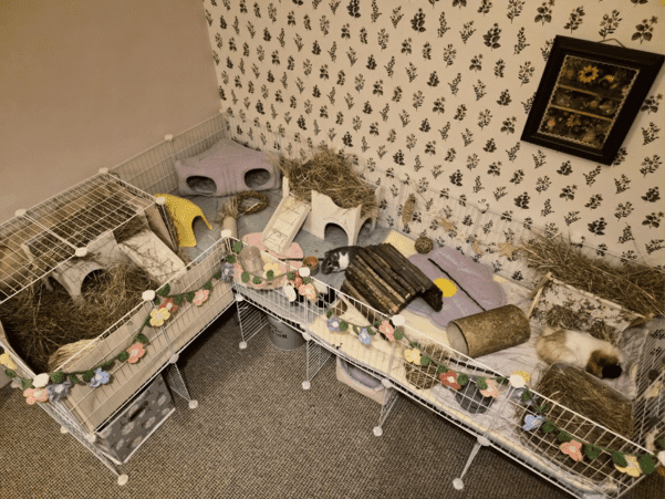 Two guinea pigs rest in a large, L-shaped cage decorated with colourful flower garlands — an excellent example of how to house your guinea pigs comfortably. The cage contains hay, cosy hideouts and a fun tunnel.