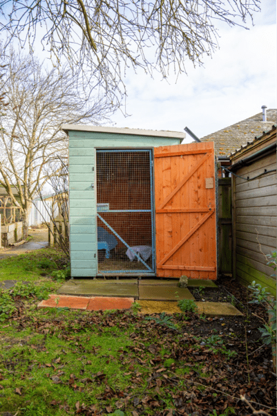 A small wooden animal enclosure with a wire mesh door and an open red gate stands in a back garden with grass, leaves, and trees—an ideal example of how to house your guinea pigs. A blue shelter and some animals are visible inside, providing both safety and comfort for your pets.
