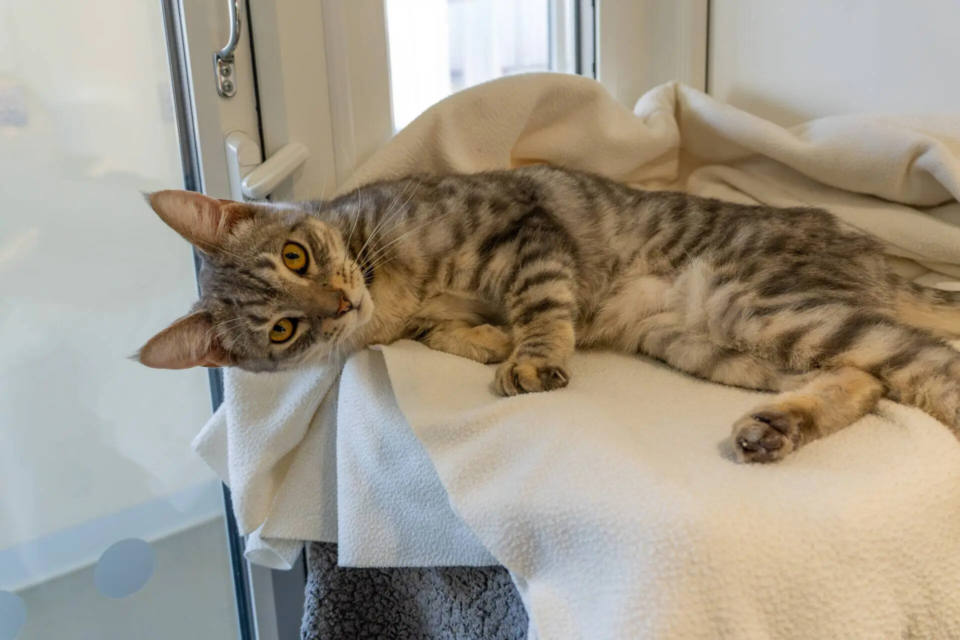 A grey tabby cat with yellow eyes lies on a white blanket, looking towards the camera. The cat is in a cosy indoor setting next to a window.