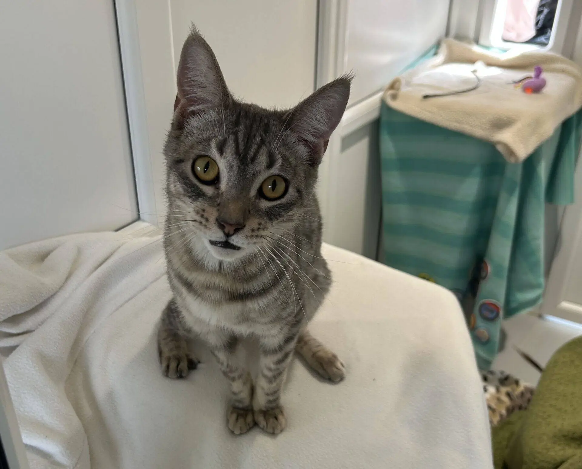 A grey tabby cat with large yellow eyes sits on a white blanket, looking up. In the background, there’s a striped green towel and some cat toys on a shelf.