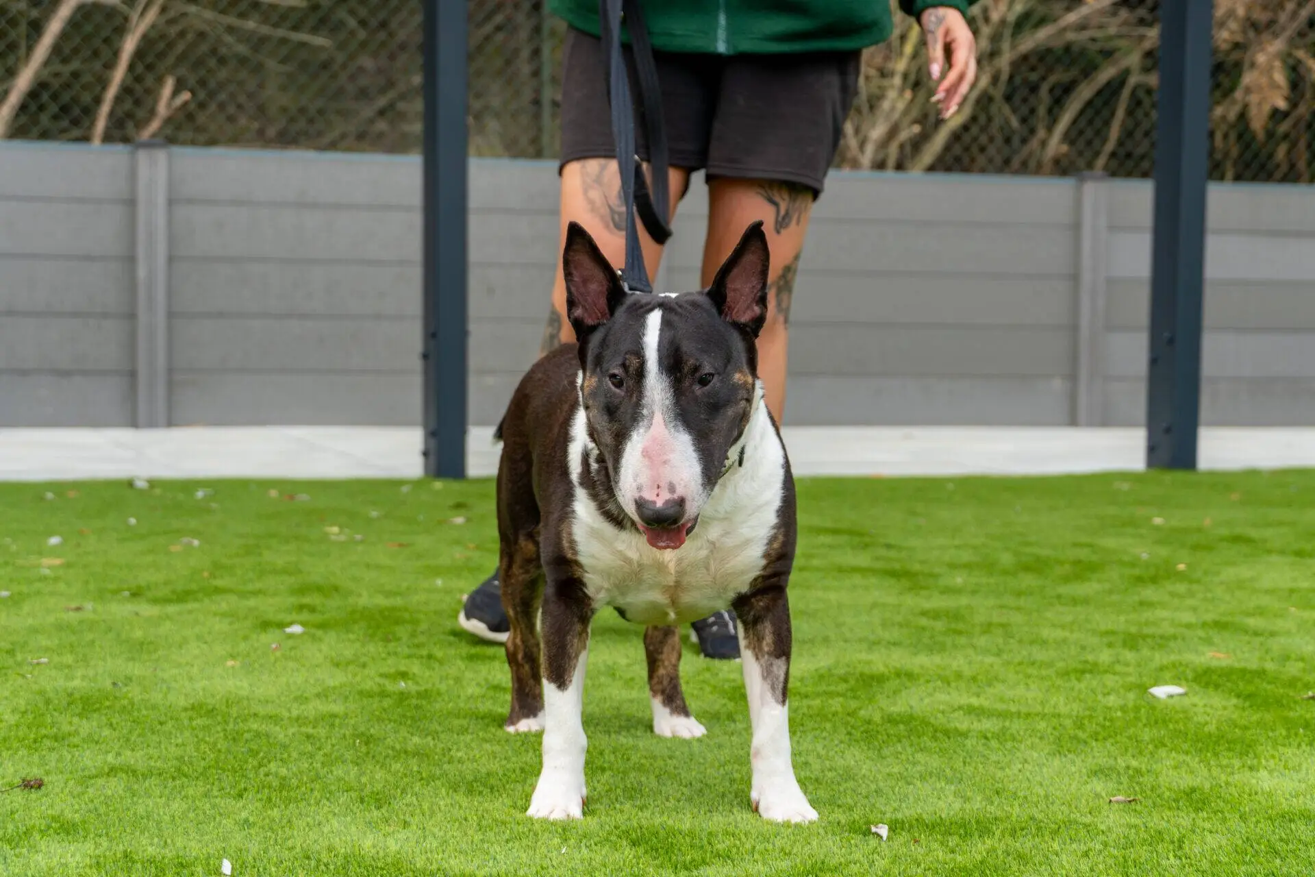 A black and white bull terrier stands on green grass, facing the camera, whilst a person in shorts and a green jacket holds its lead.