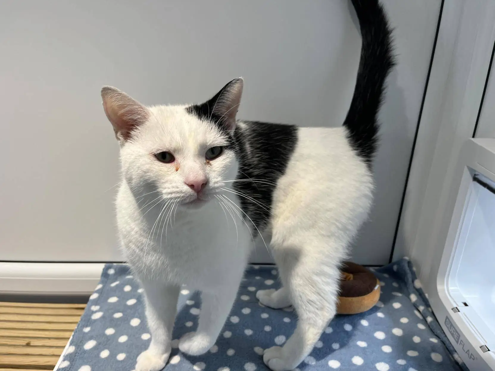 A white cat with black markings stands on a blue spotty blanket next to a cat flap, with its tail raised and a brown bowl behind its legs.