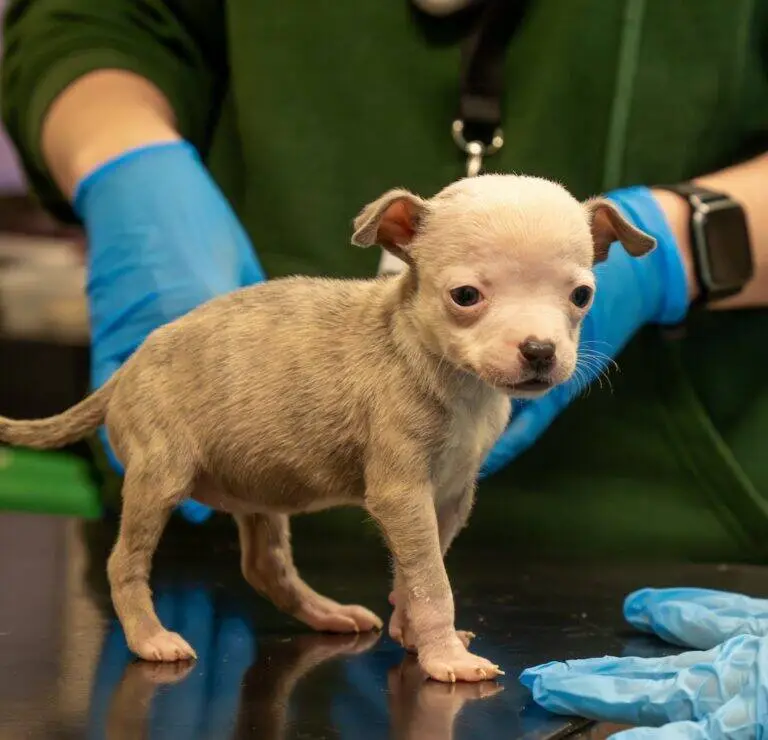 A small, light brown and white puppy stands on a table while a Woodgreen Pets Charity vet in blue gloves and a green shirt gently supports it during an examination.