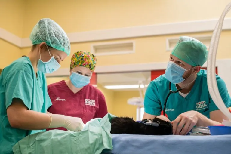 Vets in surgery with a cat