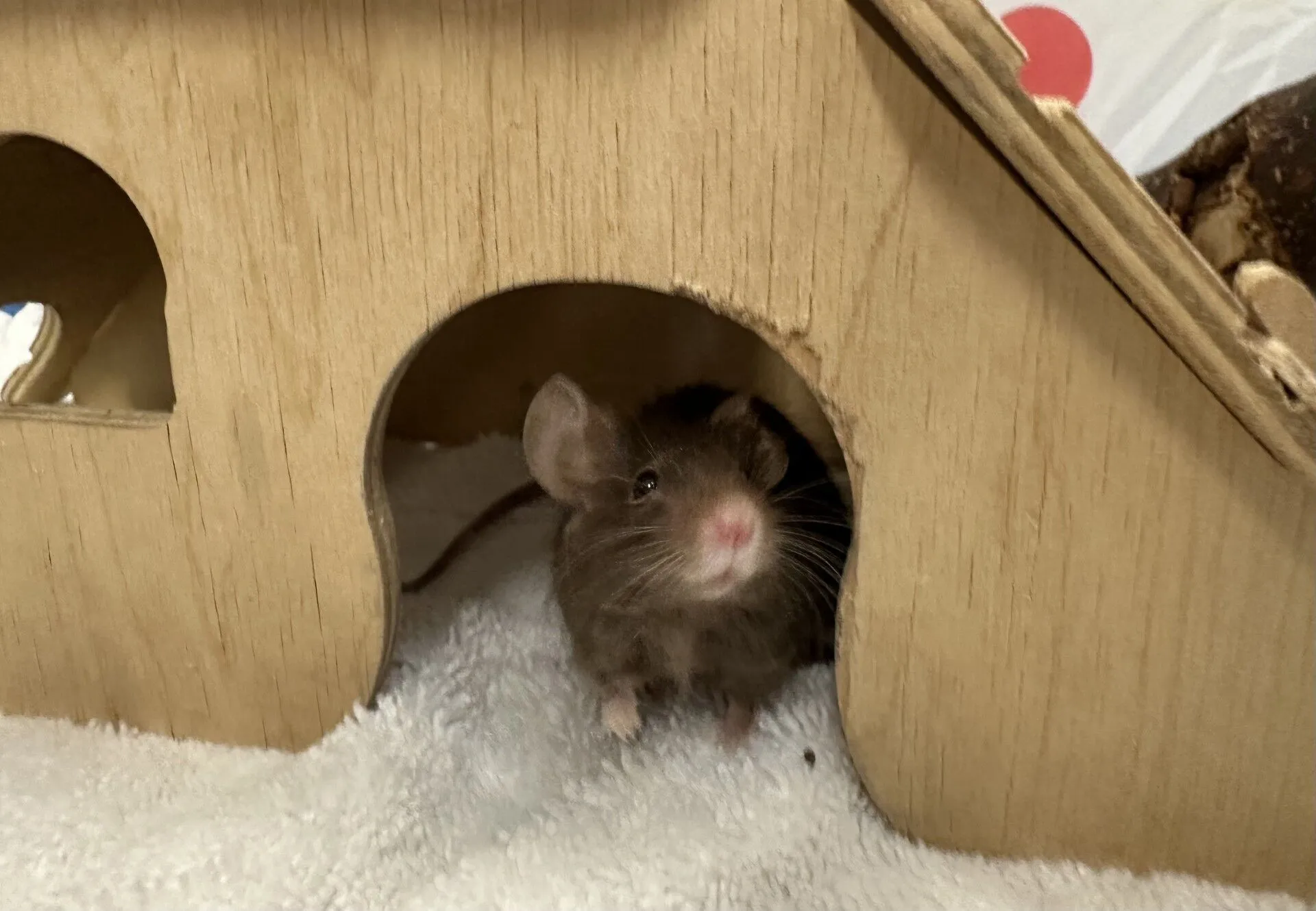 A small brown mouse with white paws peeks out from a wooden house onto a white towel, its nose and whiskers visible as the curious mouse looks up.