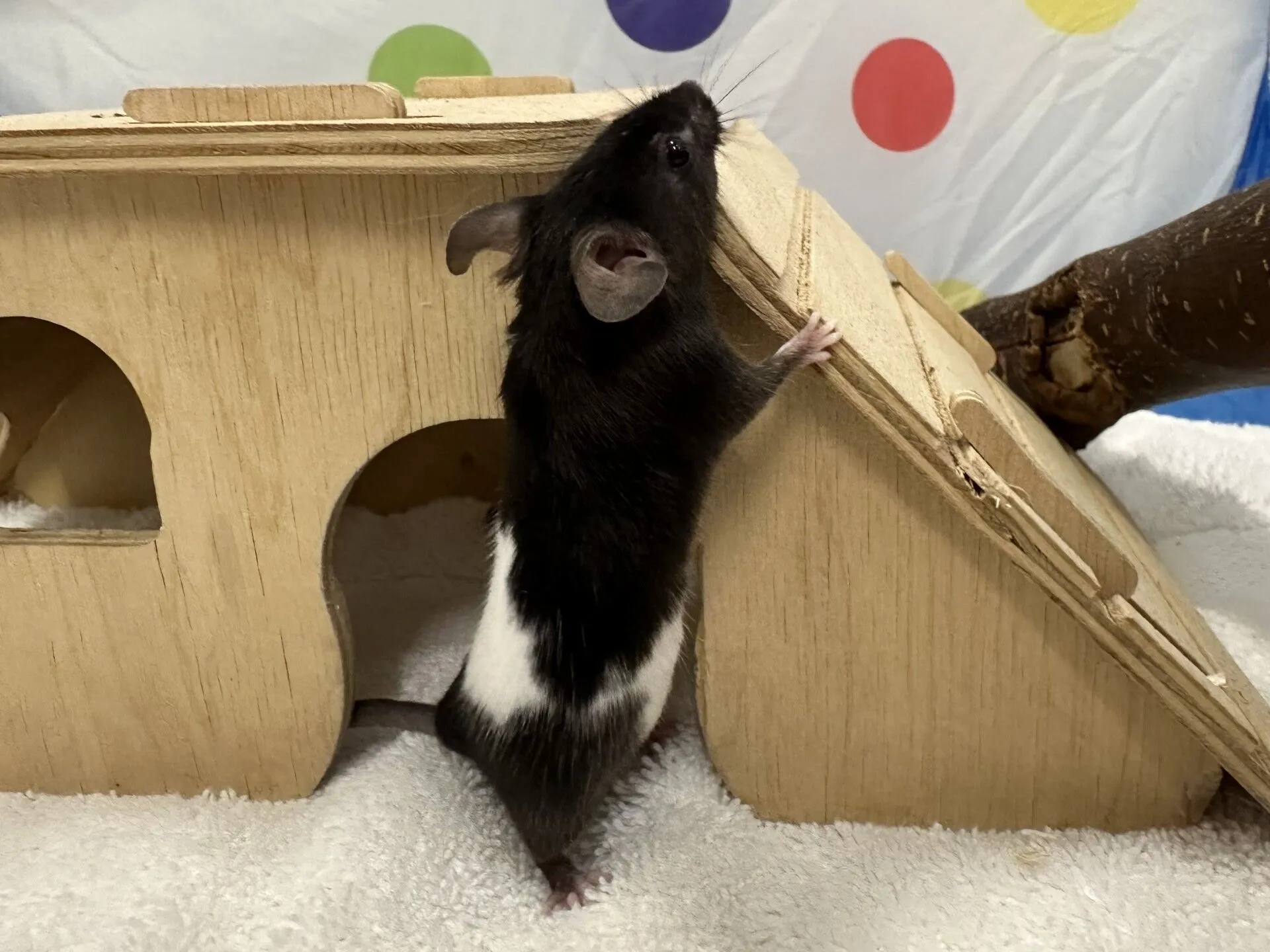 A black and white mouse stands on its hind legs, leaning against a wooden house inside a cozy enclosure with a white towel and a colorful polka dot backdrop, creating an adorable mouse scene.