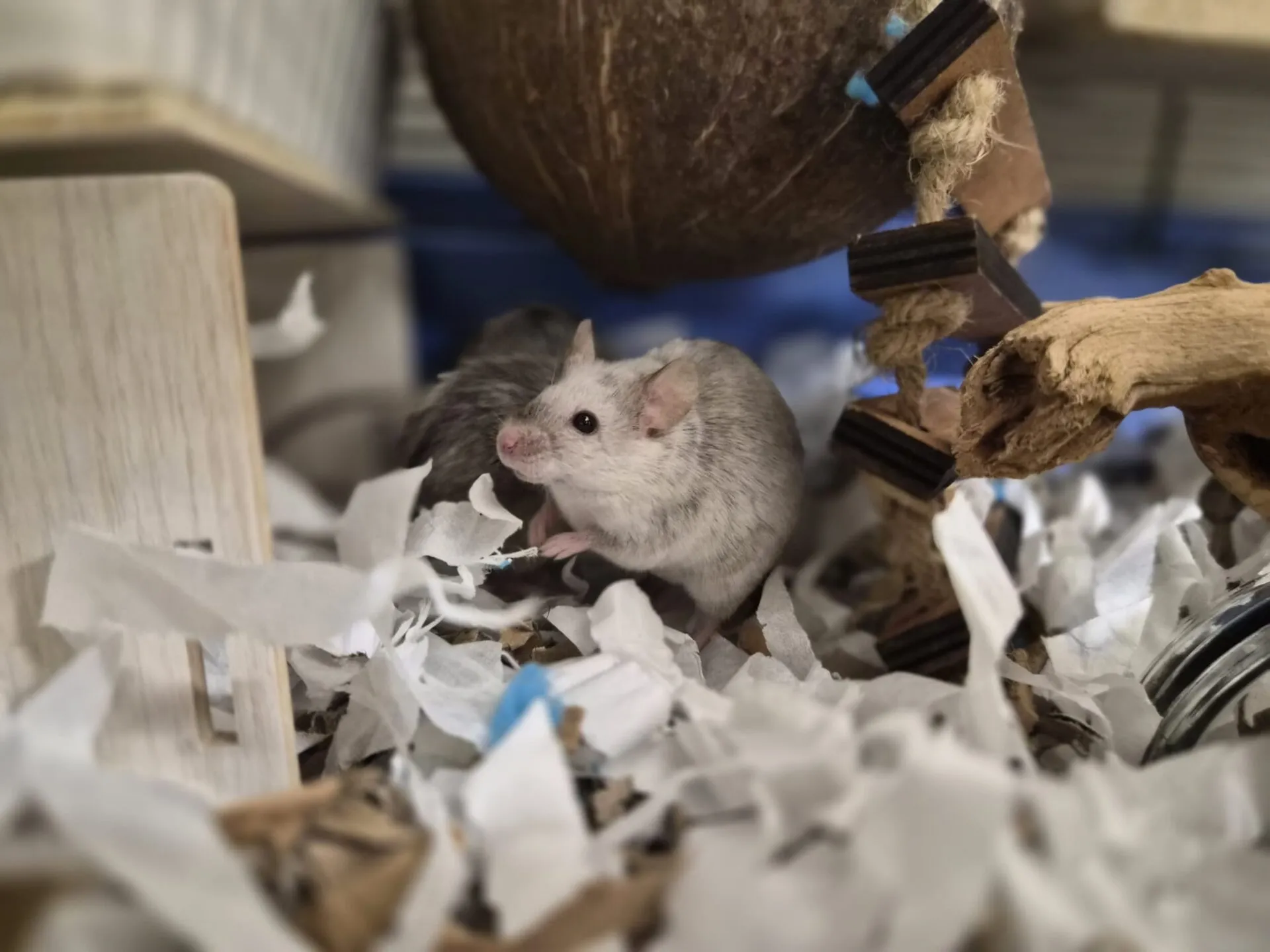 A small, light gray mouse sits among shredded paper bedding in a cage, with wooden toys and a coconut shell nearby. Another mouse with darker fur is partially visible behind it.