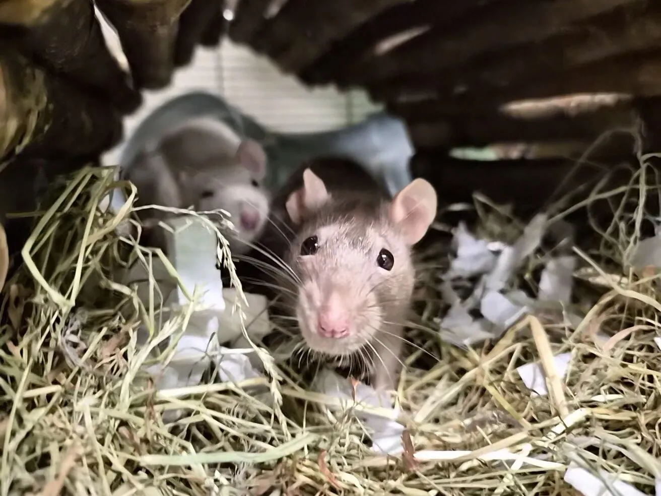 Two rats are nestled among hay and shredded paper, peeking out from under a wooden shelter. One rat is in the foreground looking toward the camera, while the other is partially visible behind it.