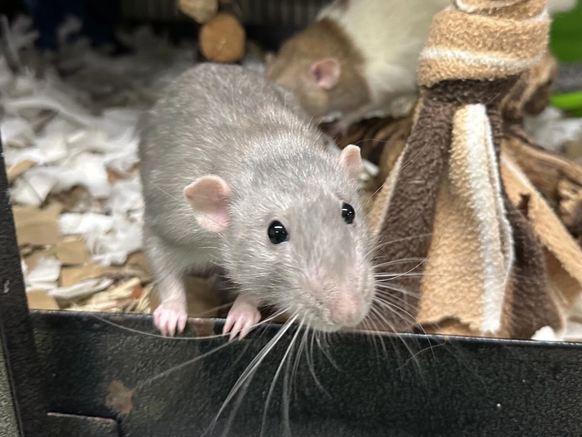 A grey rat with dark eyes and long whiskers stands at the edge of its enclosure, looking at the camera. Another rat and various cage items, including shredded paper bedding and fabric, are in the background.