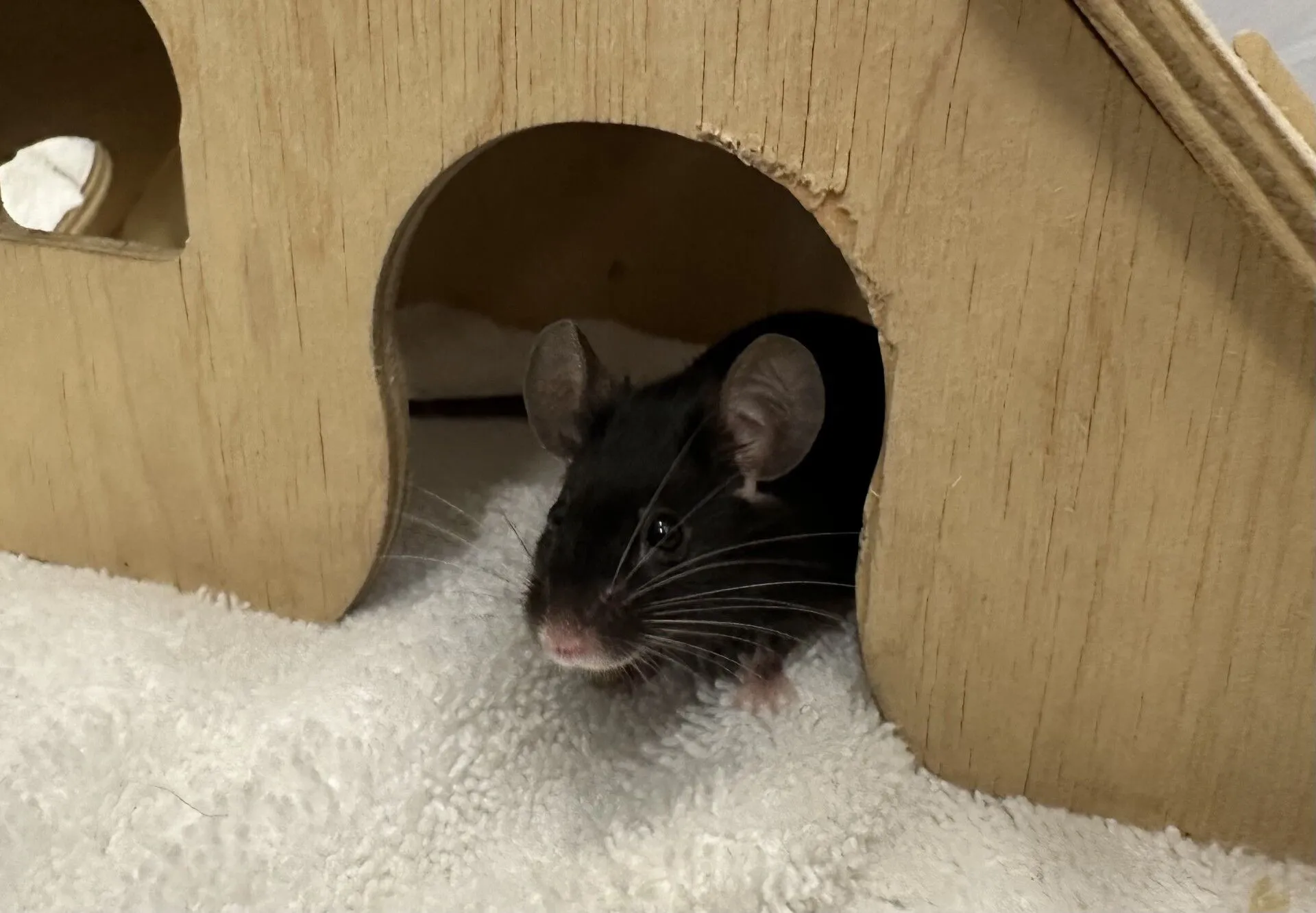 A curious black mouse with white whiskers peeks out from the entrance of a wooden house, sitting on a white textured surface.