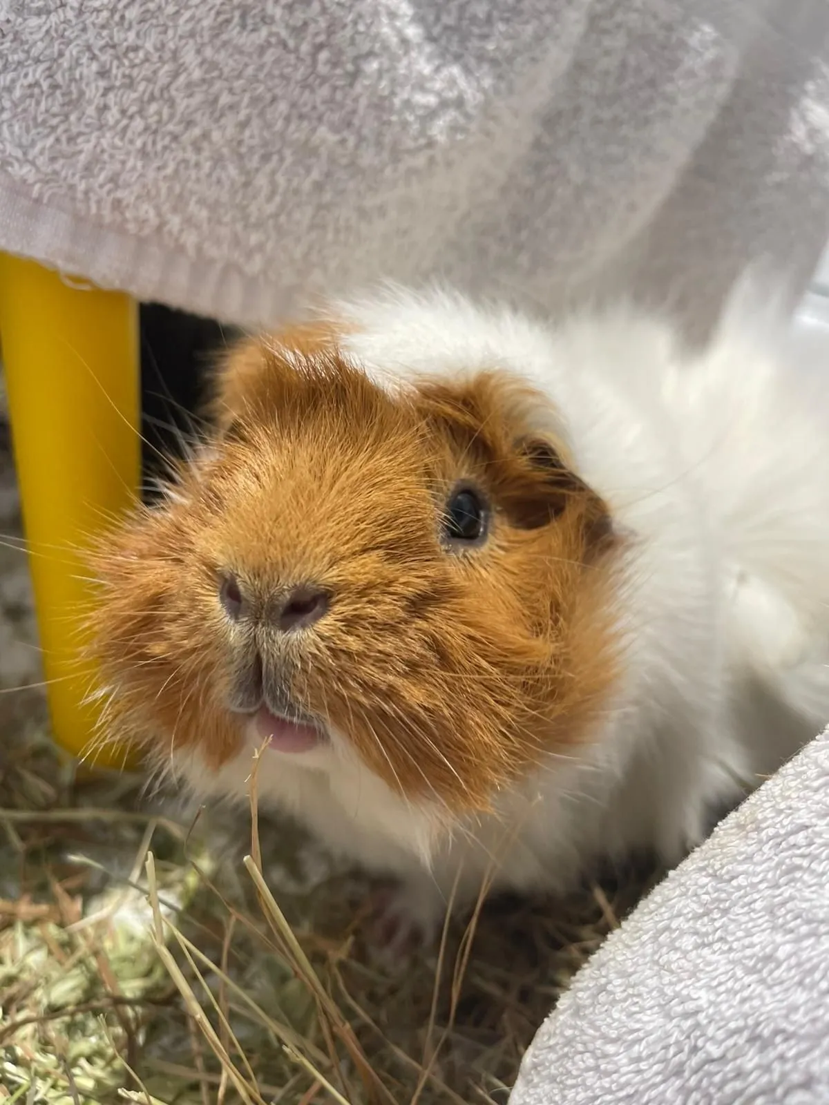 A close-up of a brown and white guinea pig sitting on some hay, partially shaded by towels, with sunlight highlighting the guinea pig’s face.
