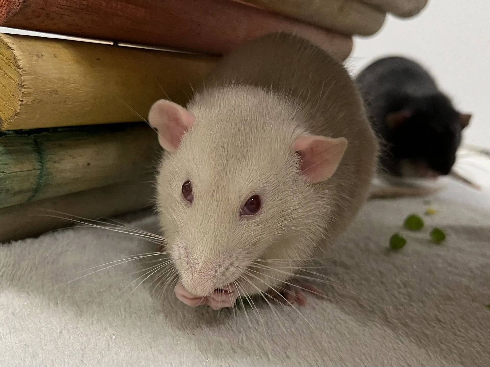 A light-coloured rat with pink ears and eyes sits on white fabric near a wooden structure, nibbling food. Another darker rat lingers in the background, partially out of focus.