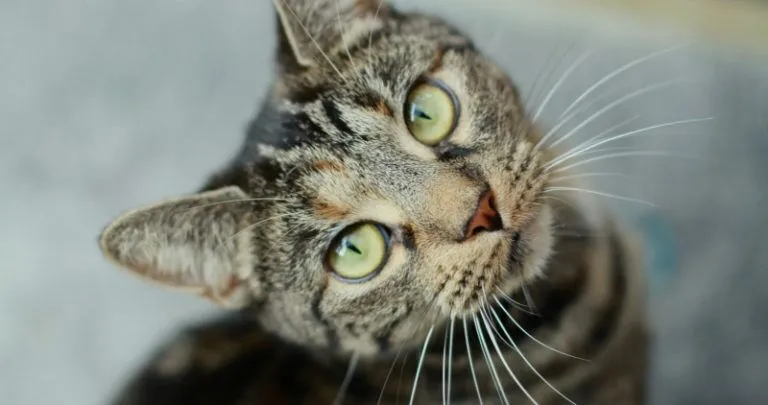 A close up image of a tabby cat