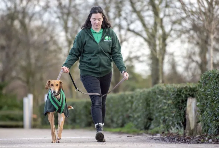 A dog enjoying a walk with Woodgreen staff
