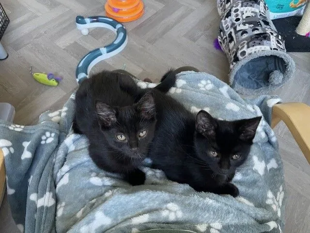Two black kittens sit on a grey paw-print blanket draped over a person’s lap. In the background are cat toys, including a track toy, a small tunnel bed, and a mouse toy on a light wood floor.