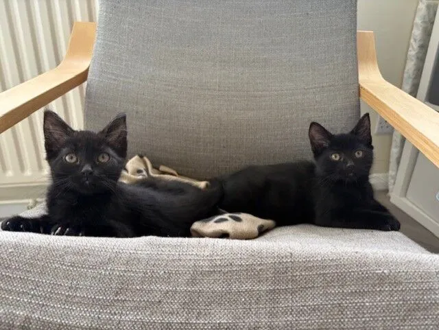 Two black kittens are lying side by side on a grey fabric chair with wooden armrests. A beige blanket with paw prints is partially visible between them. Both kittens are looking towards the camera.