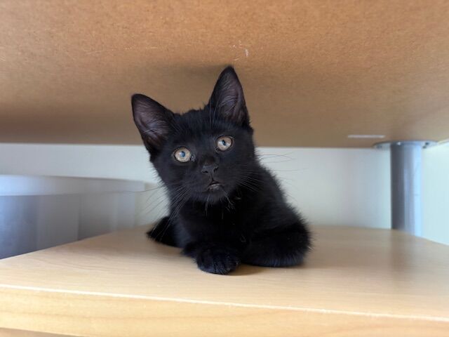 A small black kitten with wide eyes lies on a light wooden shelf, looking curiously at the camera. The kitten is under another shelf with a metal support visible in the background.
