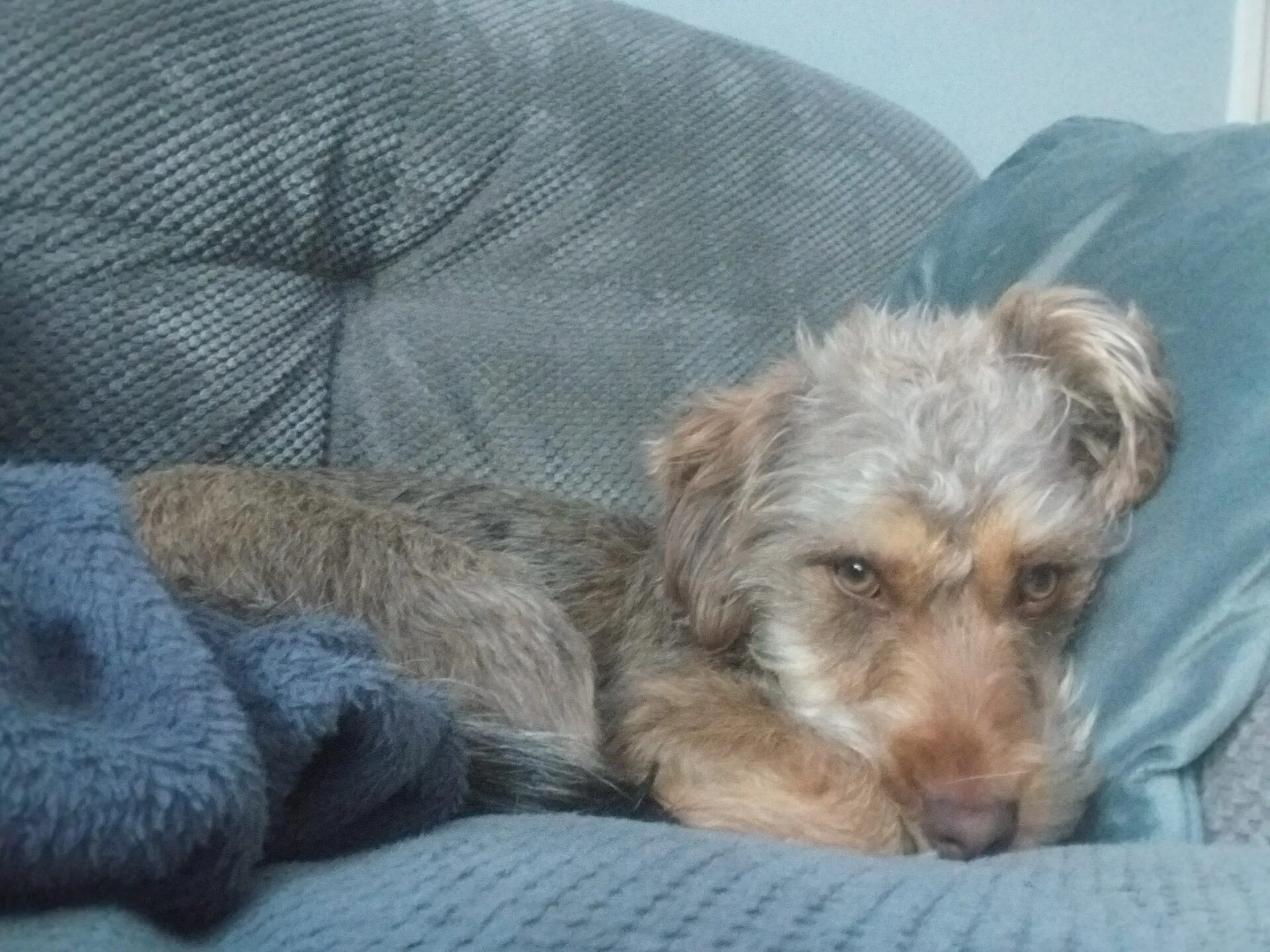 A scruffy brown and tan dog lies curled up on a grey fabric sofa, resting its head on a blue cushion and looking sleepily at the camera.