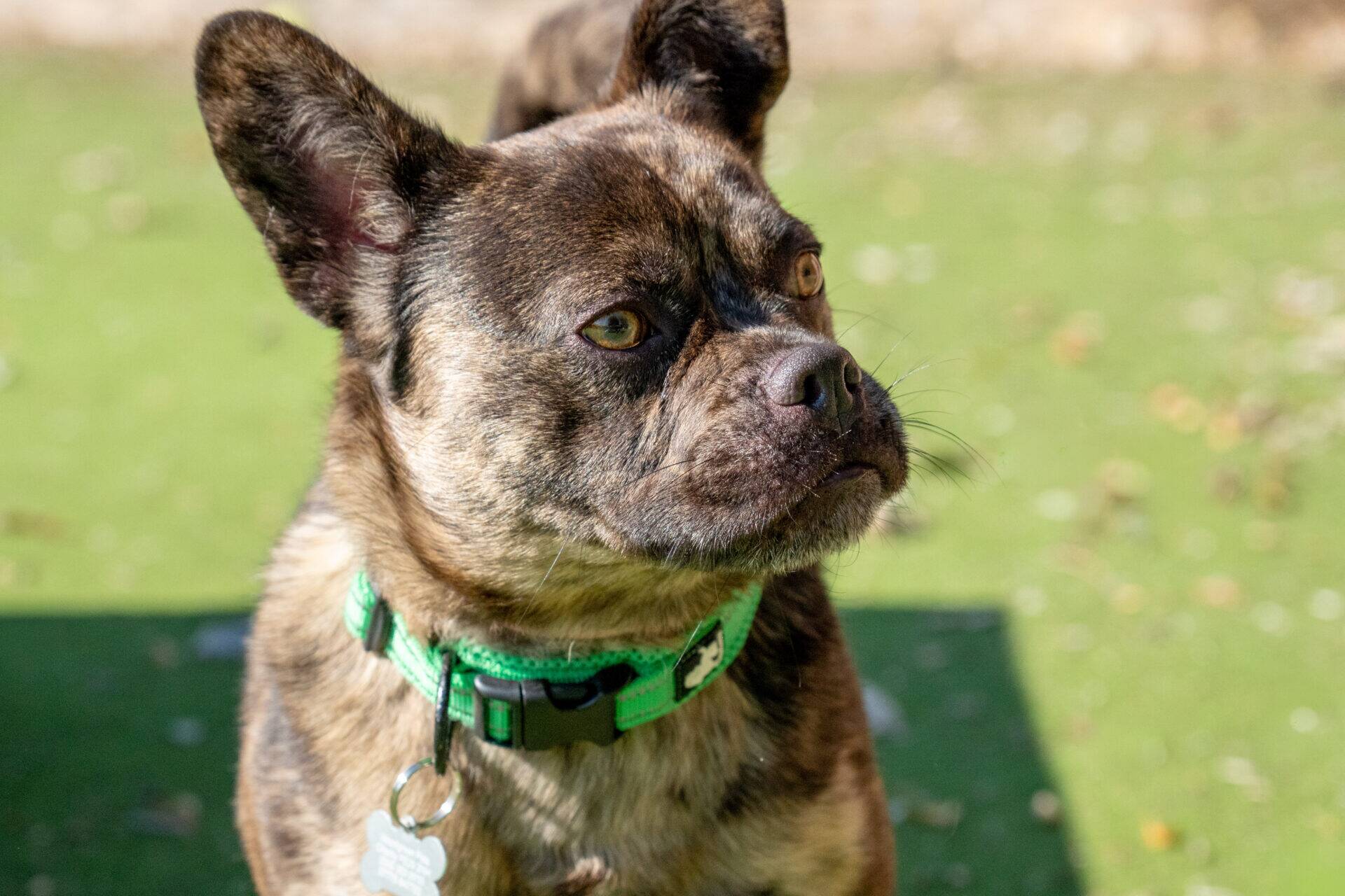 A brown brindle dog with a green collar stands on grass, looking alertly to the right. Sunlight highlights its fur and expressive face.