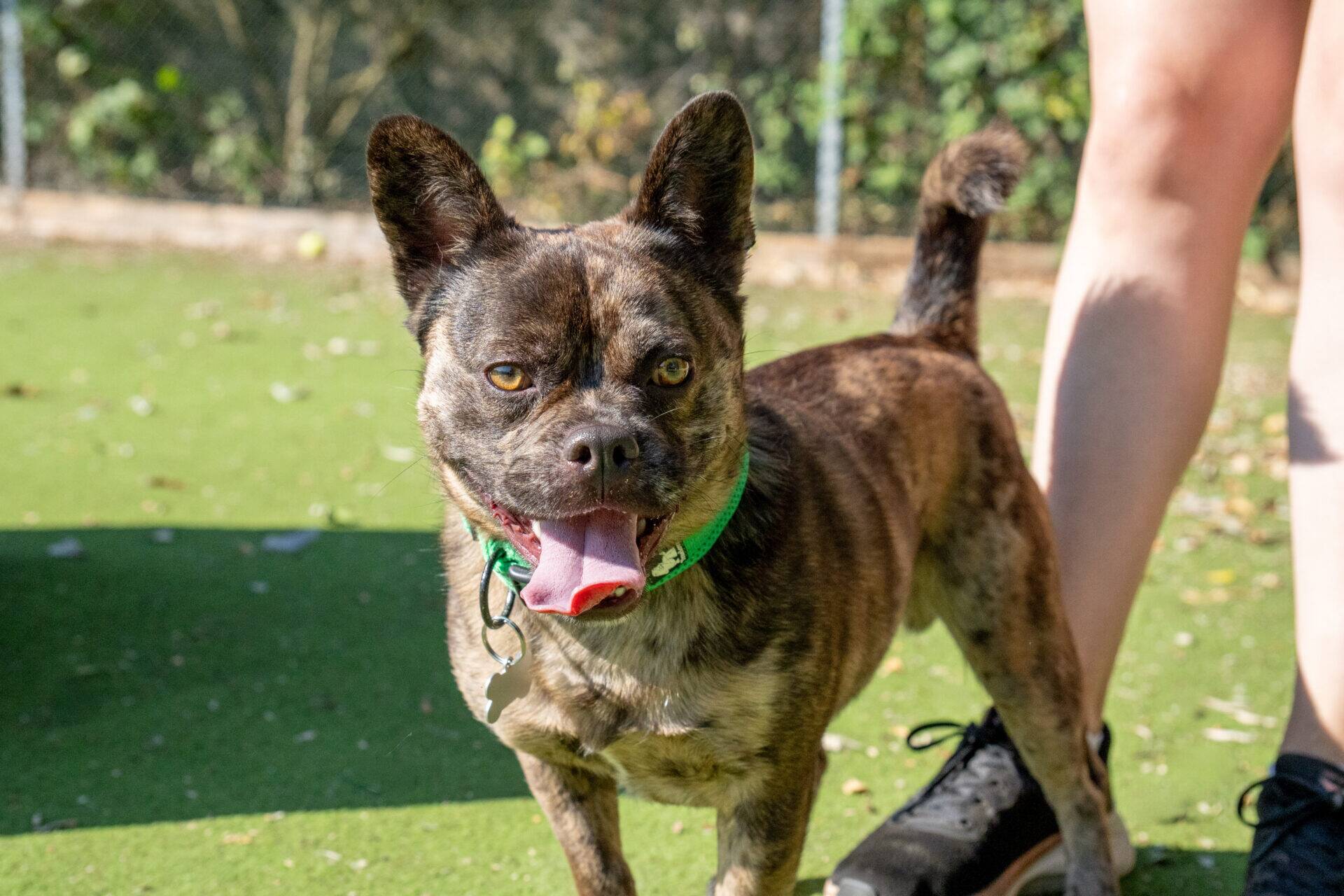 A brindle dog with a green collar stands on grass, panting and looking at the camera. A person wearing black shoes is visible next to the dog. Trees and a fence are in the background.