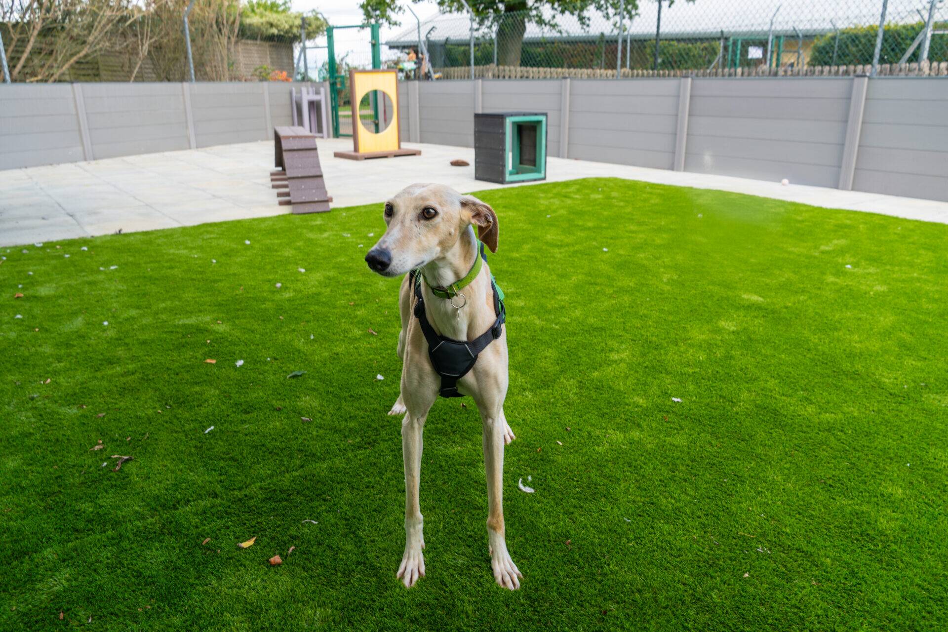 A slender tan and white dog wearing a harness stands on bright green artificial grass in a fenced outdoor area with kennels in the background.