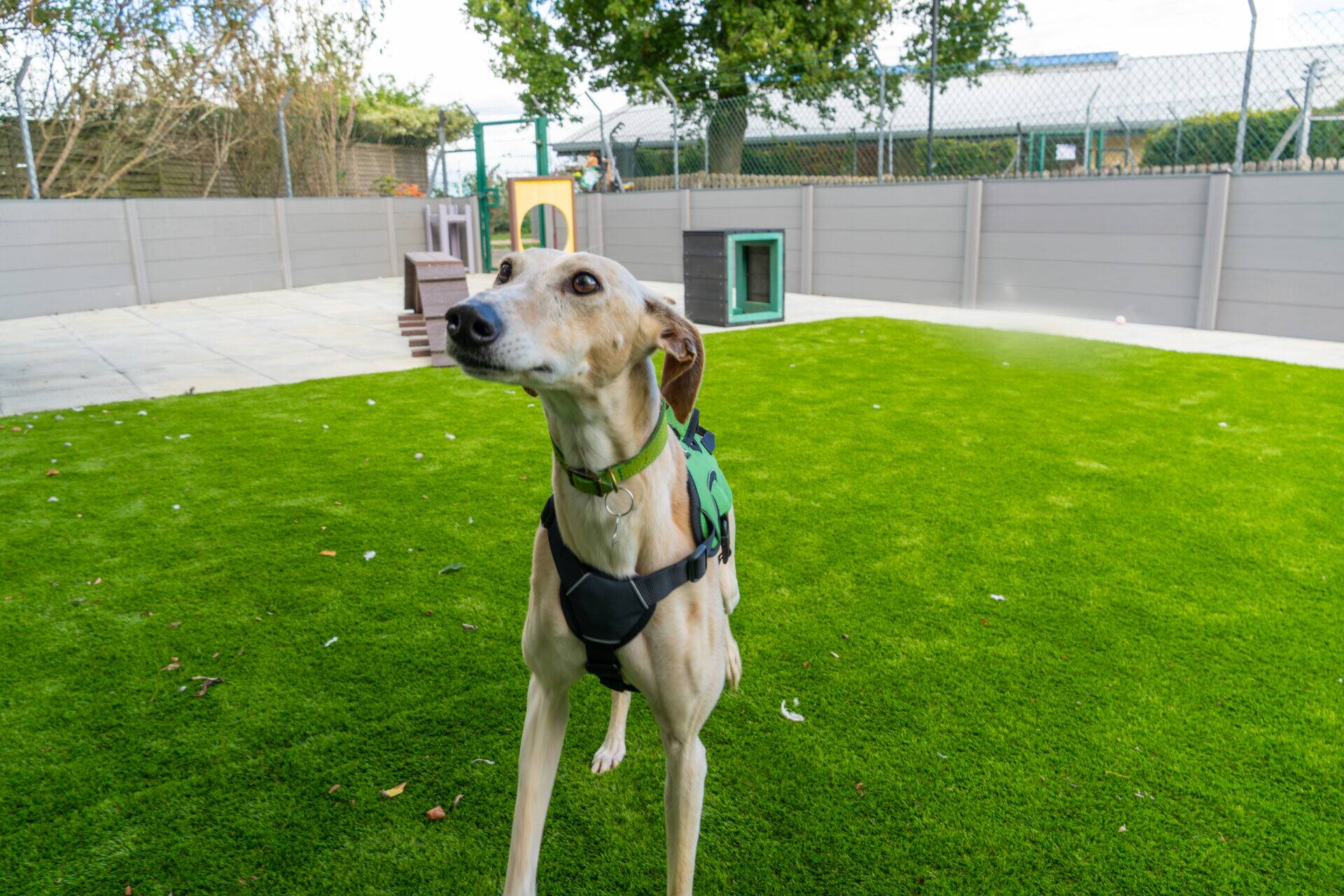 A tan dog wearing a green harness stands on artificial grass in a fenced outdoor area with small dog kennels and trees in the background.
