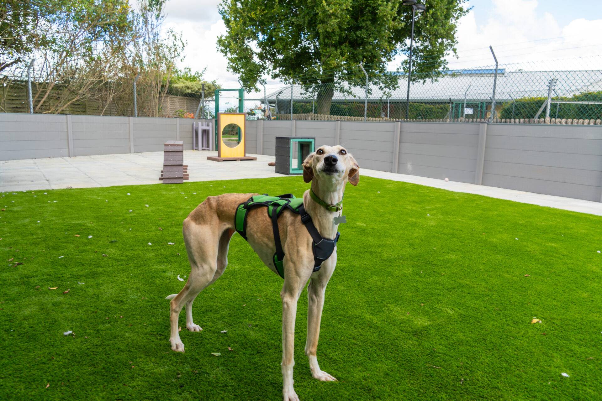 A slender dog wearing a green harness stands on a grassy lawn in a fenced garden, looking up at the sky. There are trees and outdoor equipment in the background.