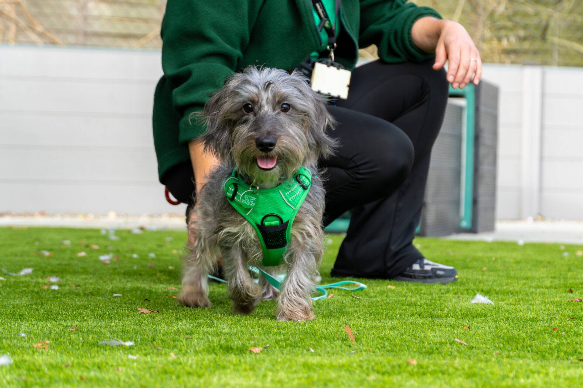 A small grey dog wearing a green harness stands on grass next to a person kneeling, whose face is not visible. The dog looks at the camera with its mouth open and tongue out.