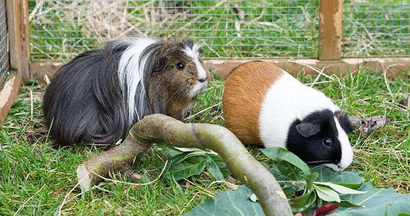 Guinea pigs looking for food