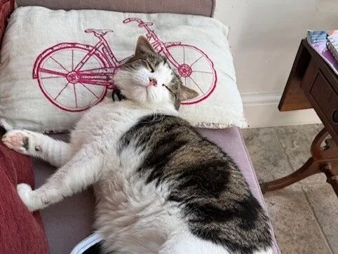 A domestic short hair cat with white and brown fur lies on its back, resting its head on a pillow decorated with a red bicycle illustration, looking relaxed and content on a cushioned seat near a wooden side table.