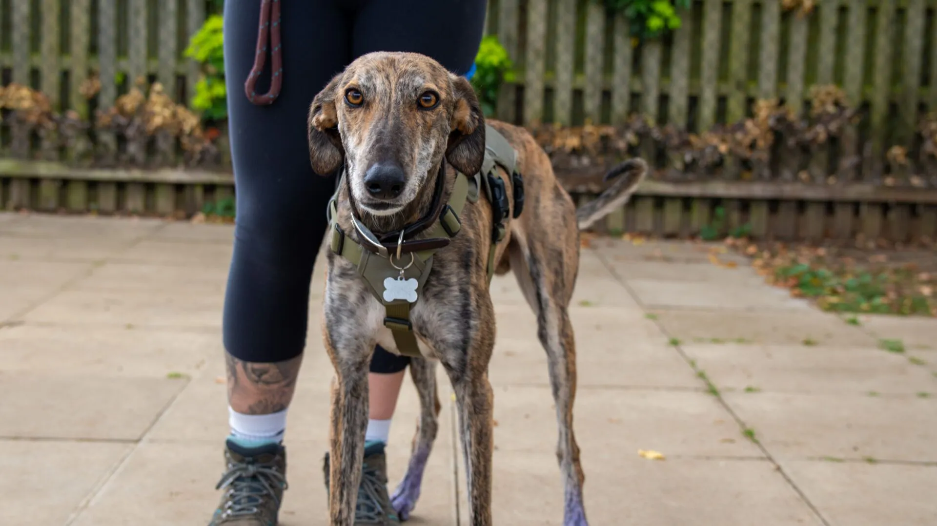 A brown brindle dog wearing a harness stands on a paved area in front of a person whose legs are visible. The person is dressed in black leggings and boots, with a tattoo visible on one calf. A wooden fence and greenery are in the background.