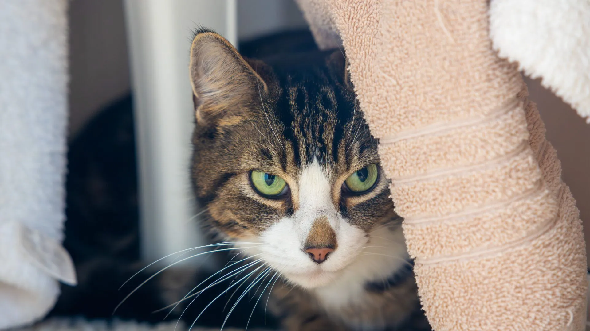 A tabby cat with green eyes peers out from behind beige and white towels, partially hidden in a cosy, sheltered spot.