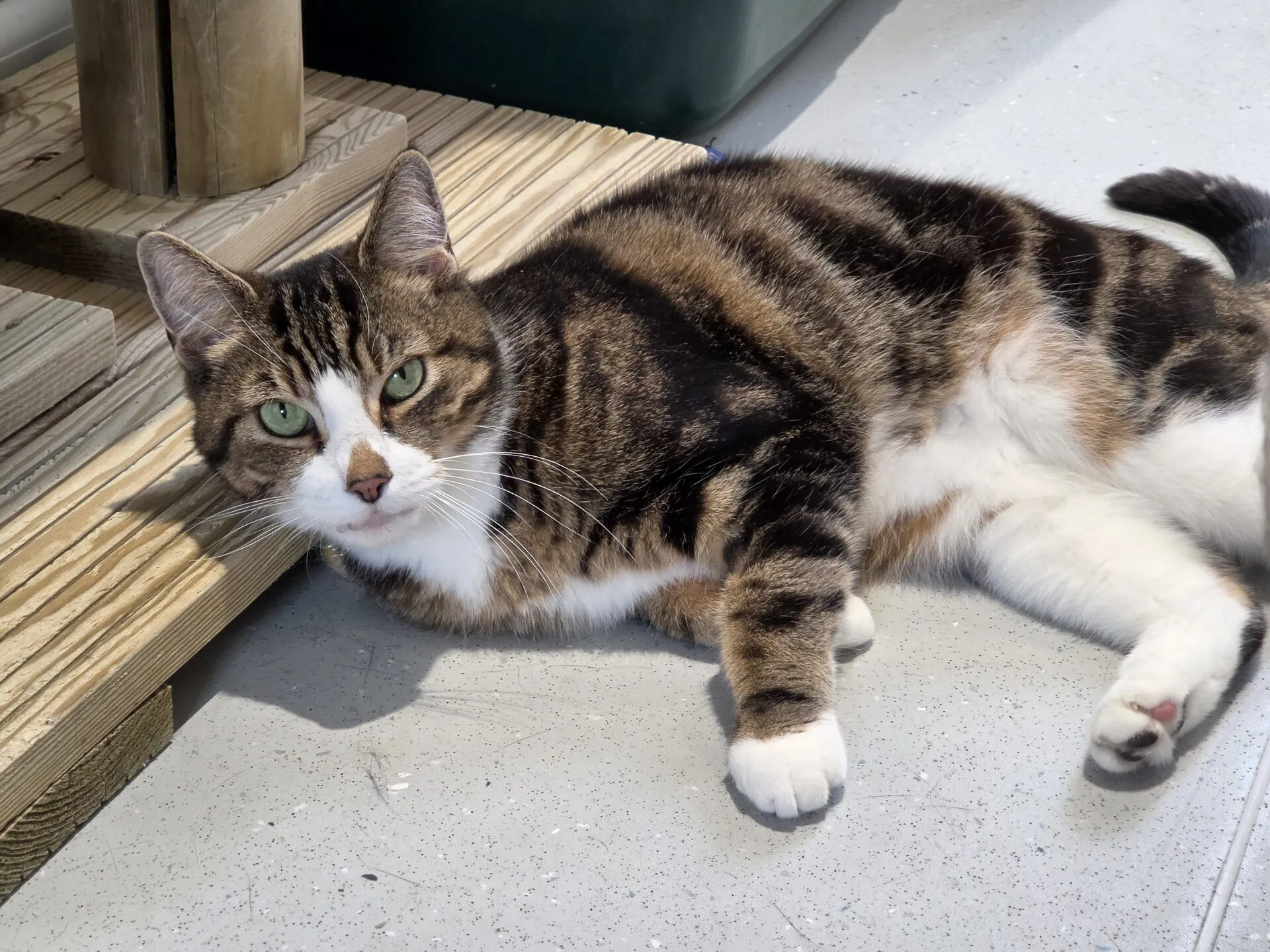 A brown, black, and white tabby cat with green eyes is lying on its side on a grey floor, resting its head on a wooden step, looking calmly at the camera.
