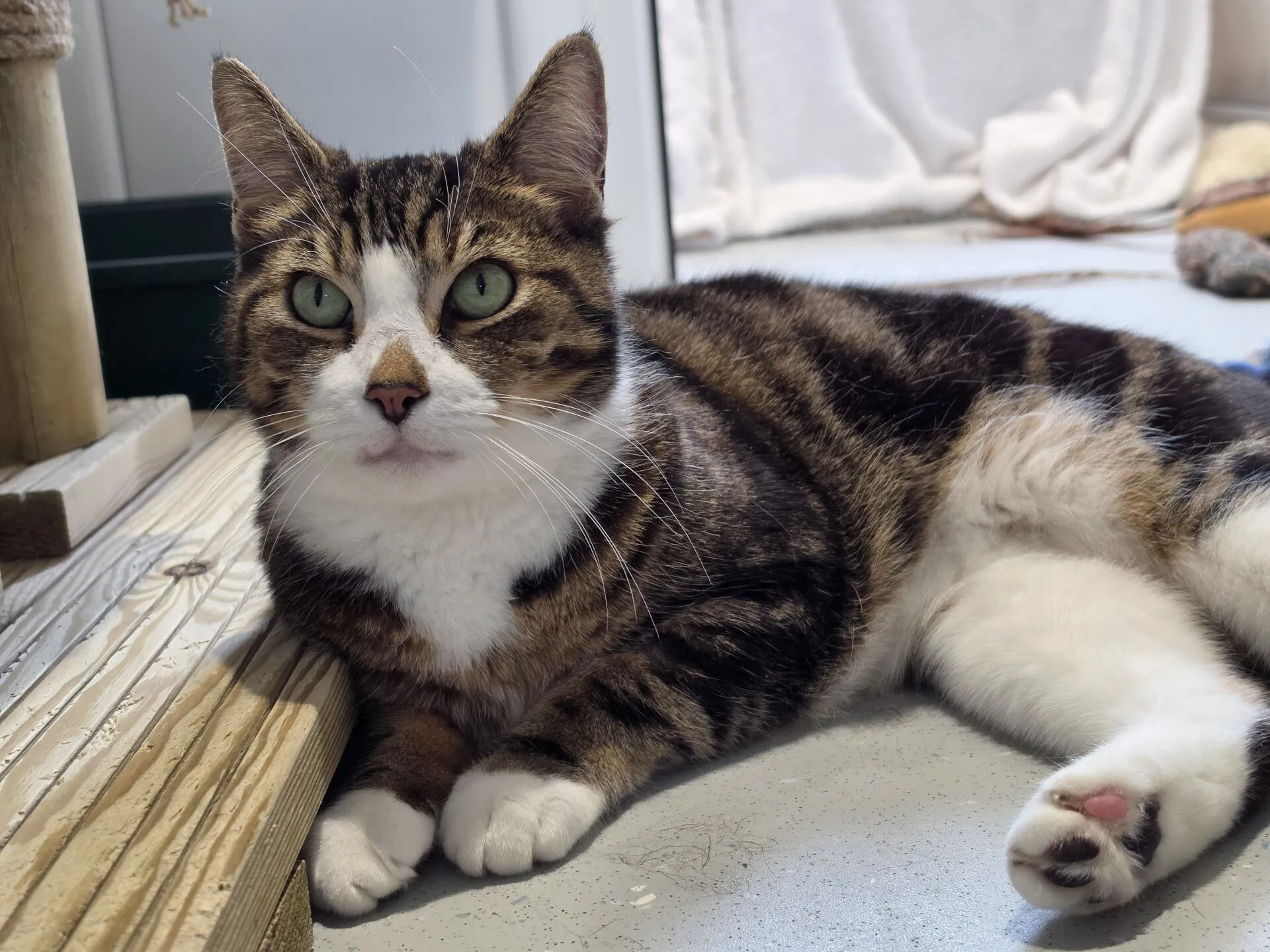 A tabby cat with green eyes lies on a light floor, resting against a wooden structure. The cat has white paws, chest, and a pink spot on its left paw. A towel and cat toy are visible in the background.