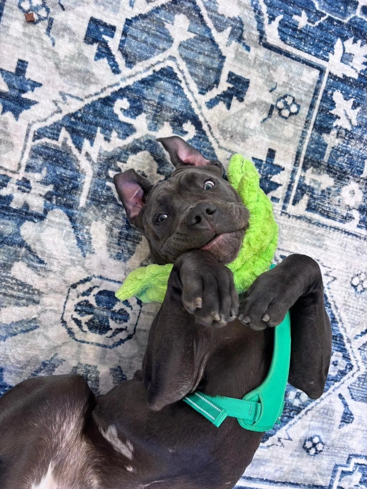 A playful black cane corso puppy wearing a green harness lies on its back on a blue patterned rug, holding a fuzzy green toy round its neck and looking up with wide, expressive eyes.