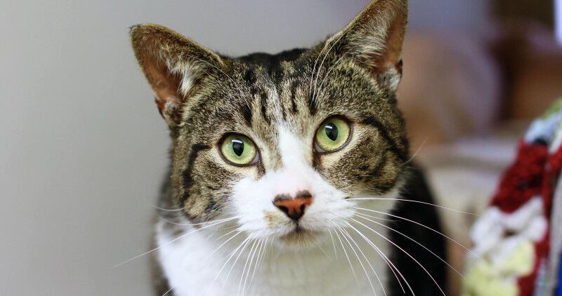 Close up of a tabby cat