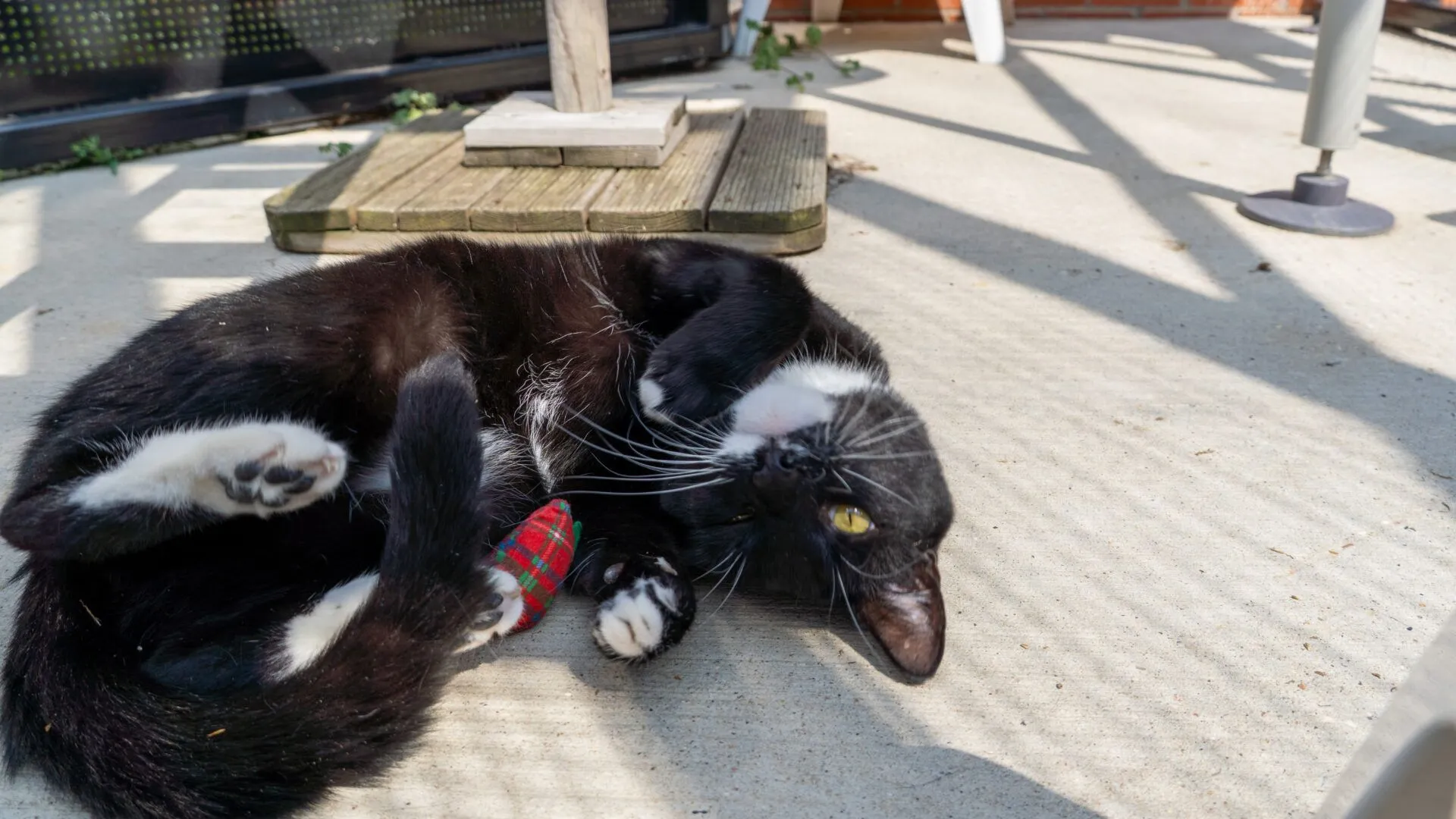 A black and white cat lies on its back on a sunlit patio, next to a red and green toy, with paw pads and belly visible. Shadows from nearby railings create striped patterns on the ground.