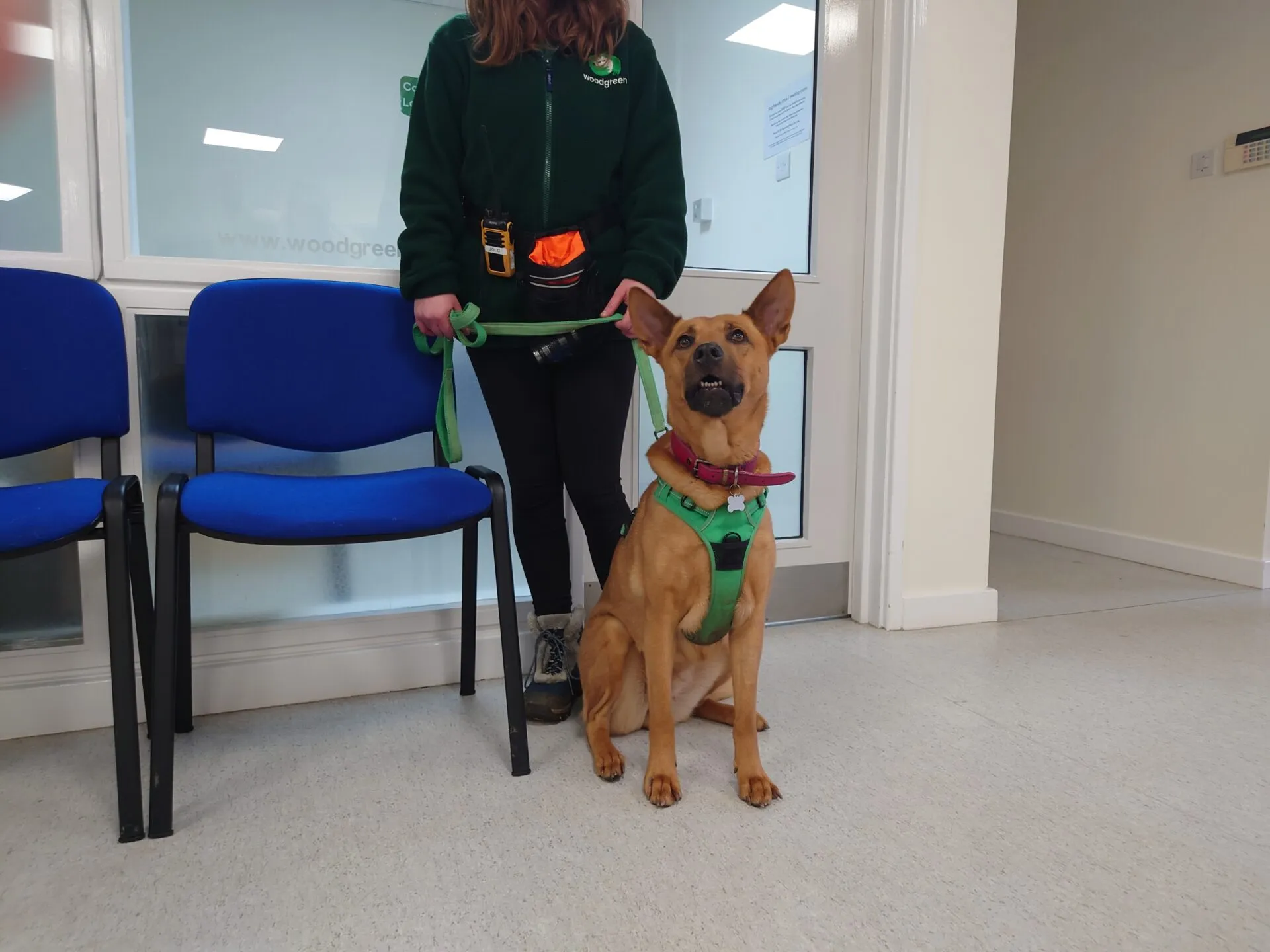A brown dog wearing a green harness sits on a white floor beside two blue chairs, held on a green leash by a person in a green jacket whose face is out of frame.