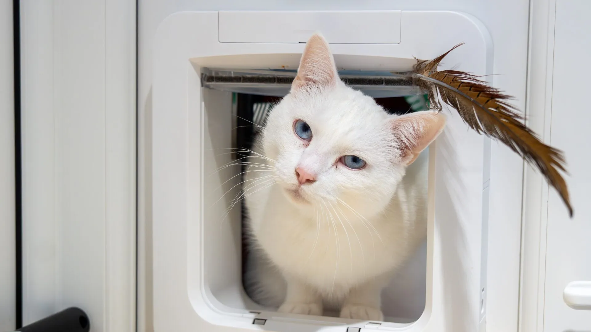 A white cat with blue eyes looks out through a cat flap. A brown feather is caught on the edge of the flap above its head. The cat’s head is tilted slightly to one side.